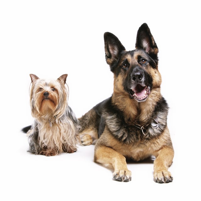 acrivastine for dogs